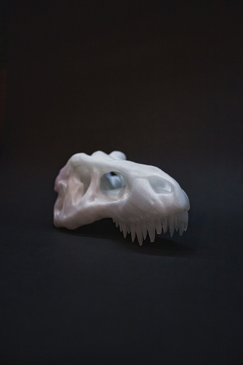 cráneo de animal blanco sobre superficie negra