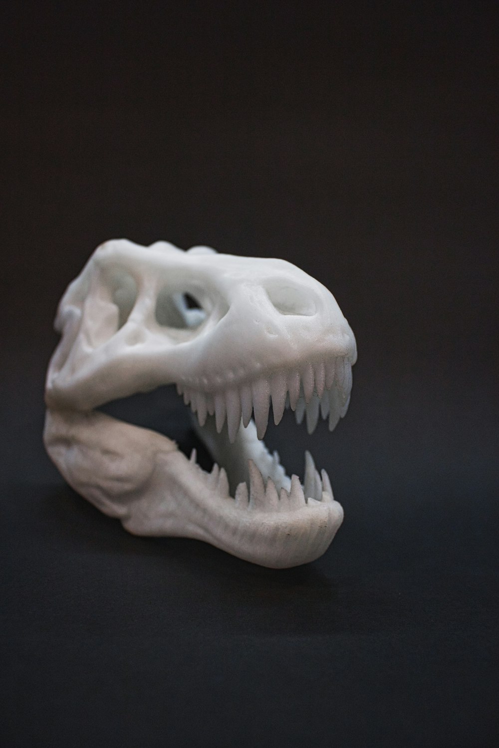 white animal skull on black surface