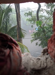 Raindrops fall heavily among lush, green trees seen through a small opening, with palm leaves slightly swaying and a hazy atmosphere caused by the rain.