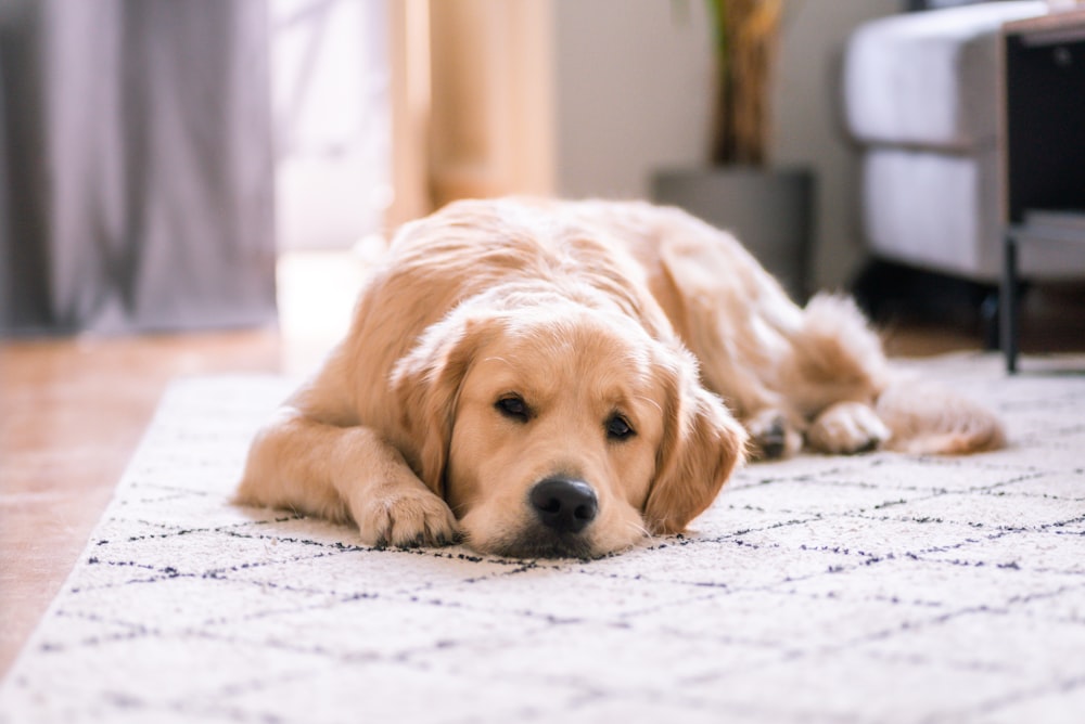 Golden Retriever auf weißem Boden liegend