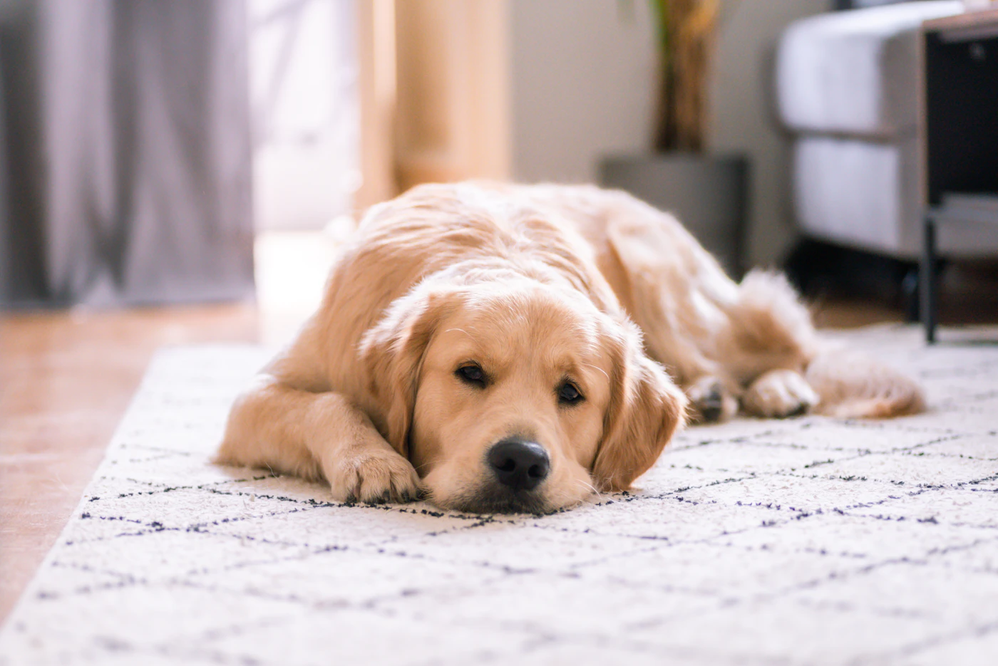 A golden retriever resting at home