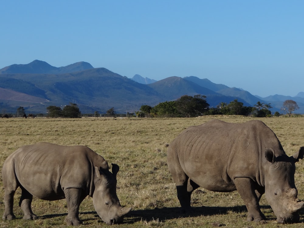 brown rhinoceros on green grass field during daytime