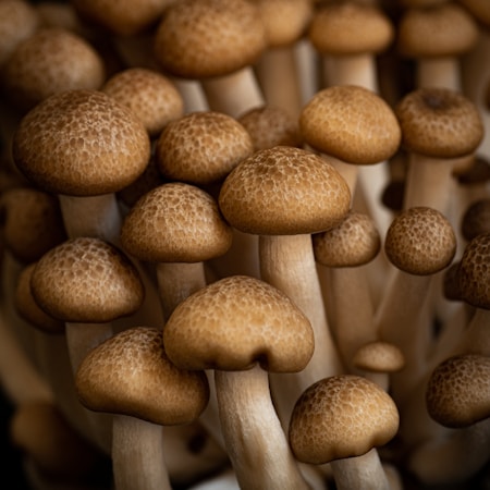 brown mushrooms in tilt shift lens