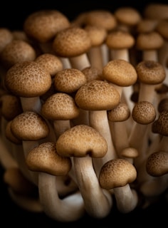 A cluster of light brown mushrooms with textured caps and smooth stems, closely packed together. The mushrooms appear fresh and are of varying sizes, creating a natural and organic composition.