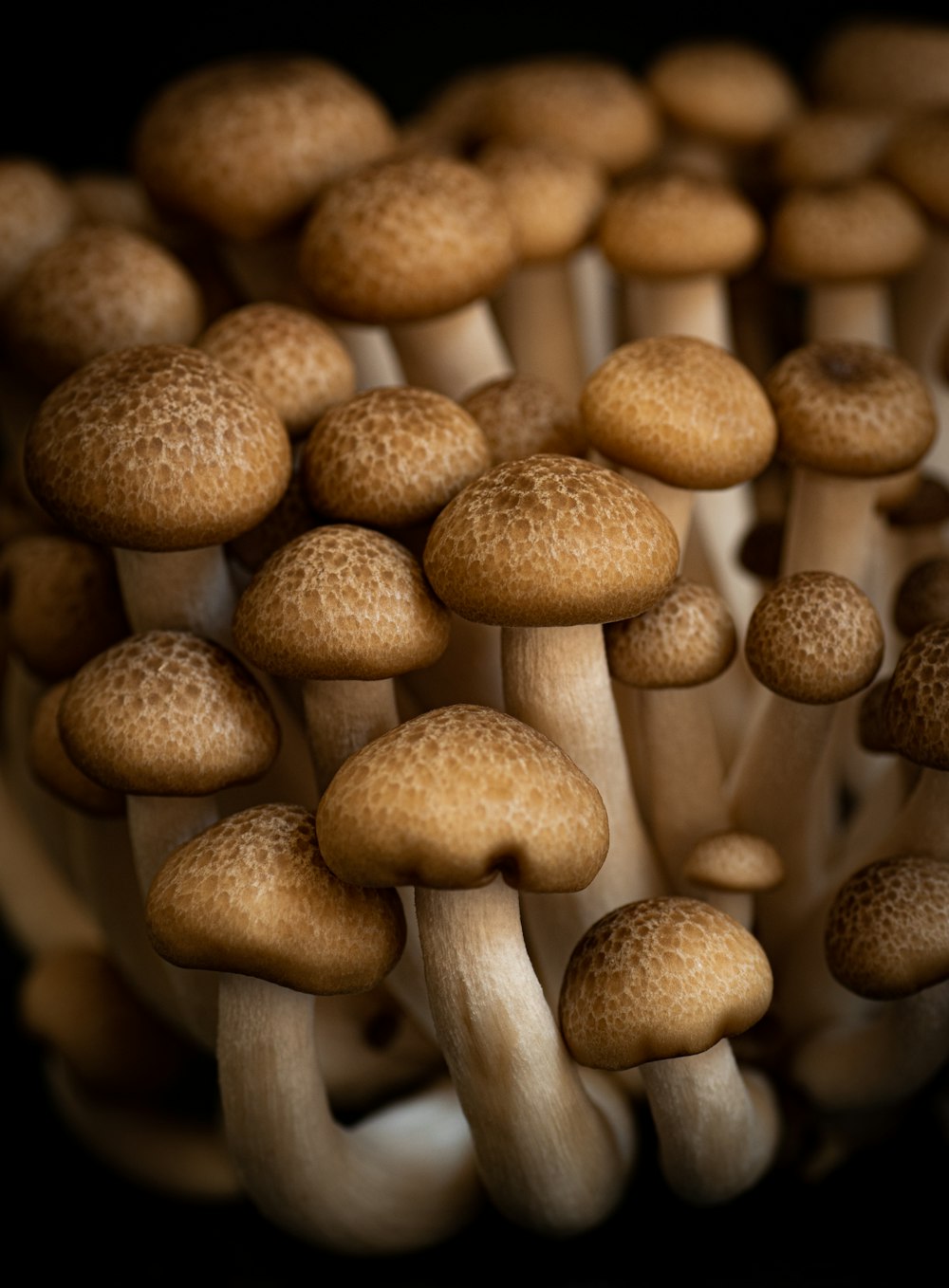 brown mushrooms in tilt shift lens