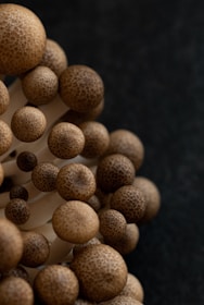 A close-up of mushroom cultivation kits ready for use.