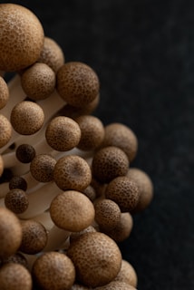 A close-up of mushroom cultivation kits ready for use.