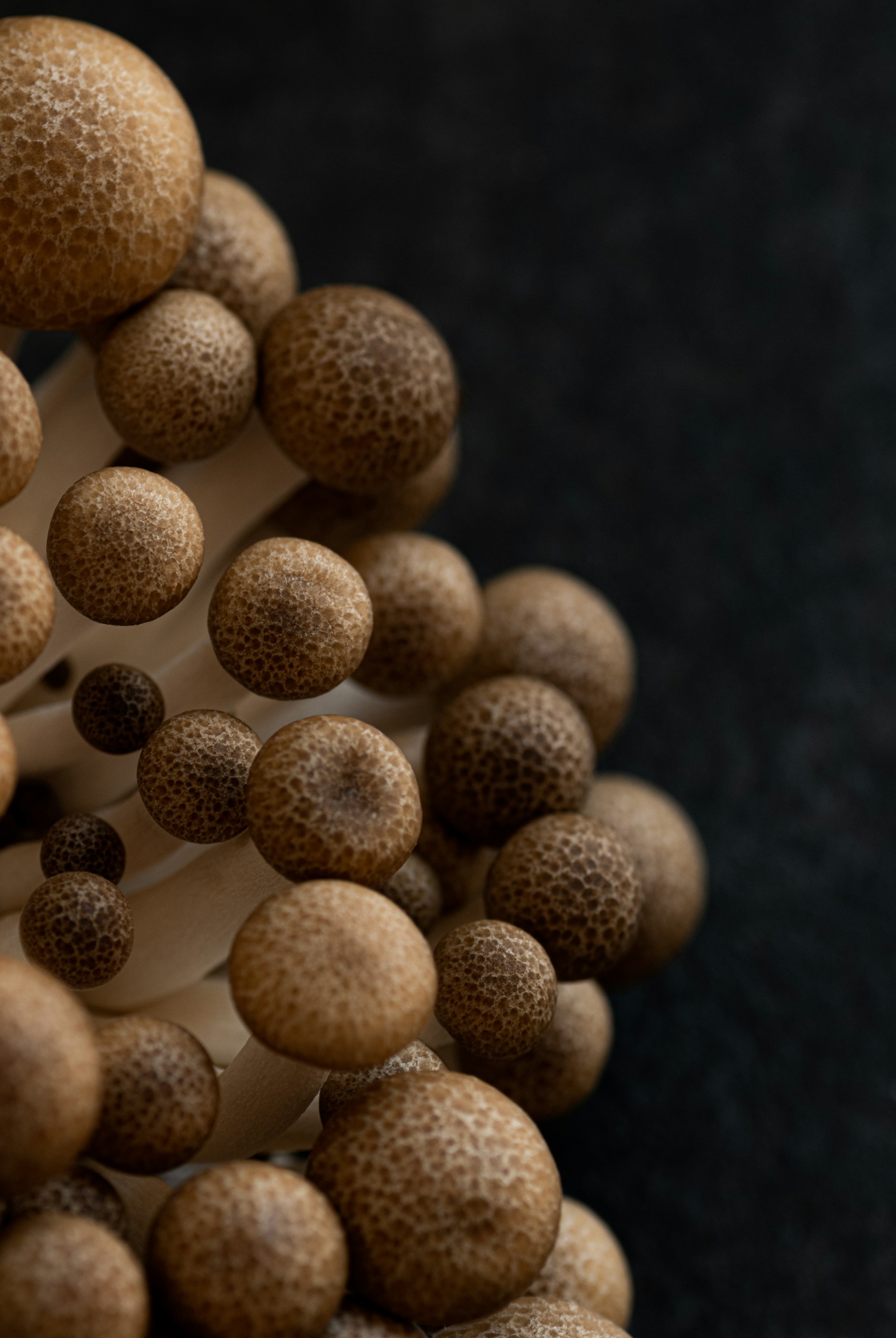 brown round beads on black textile