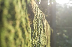 Moss Frame Art