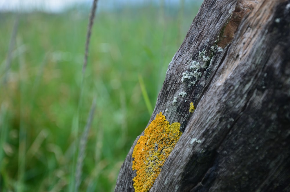 yellow and black tree trunk