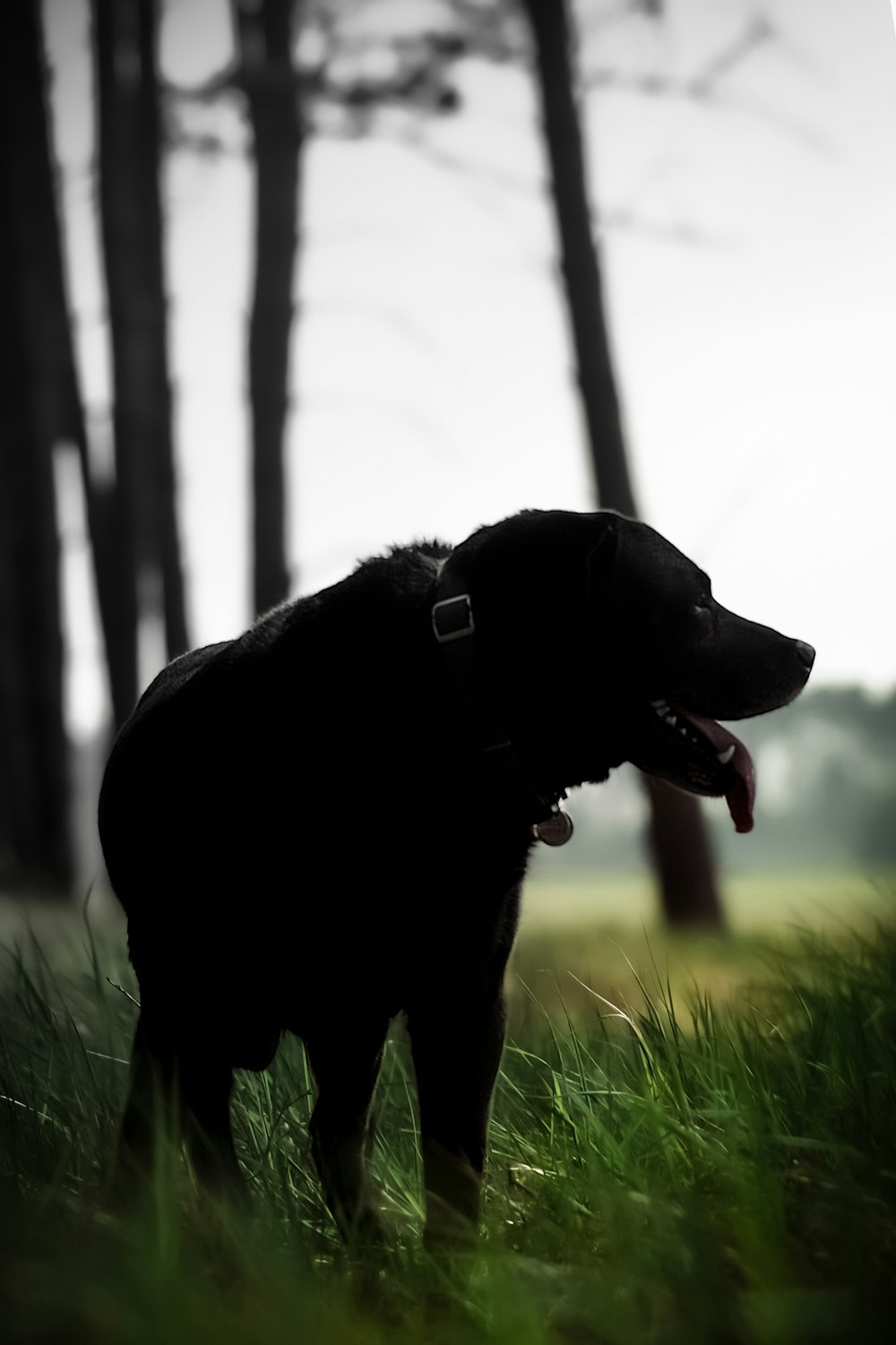 Ein schwarzer Hund steht auf einem grasbewachsenen Feld