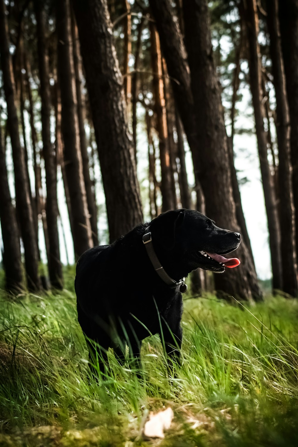 Schwarzer Labrador Retriever auf grünem Rasen