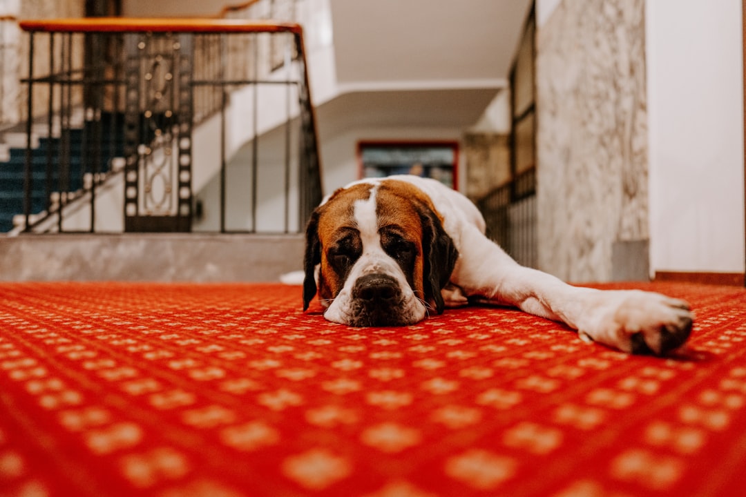 white and brown short coated dog lying on red and white floor