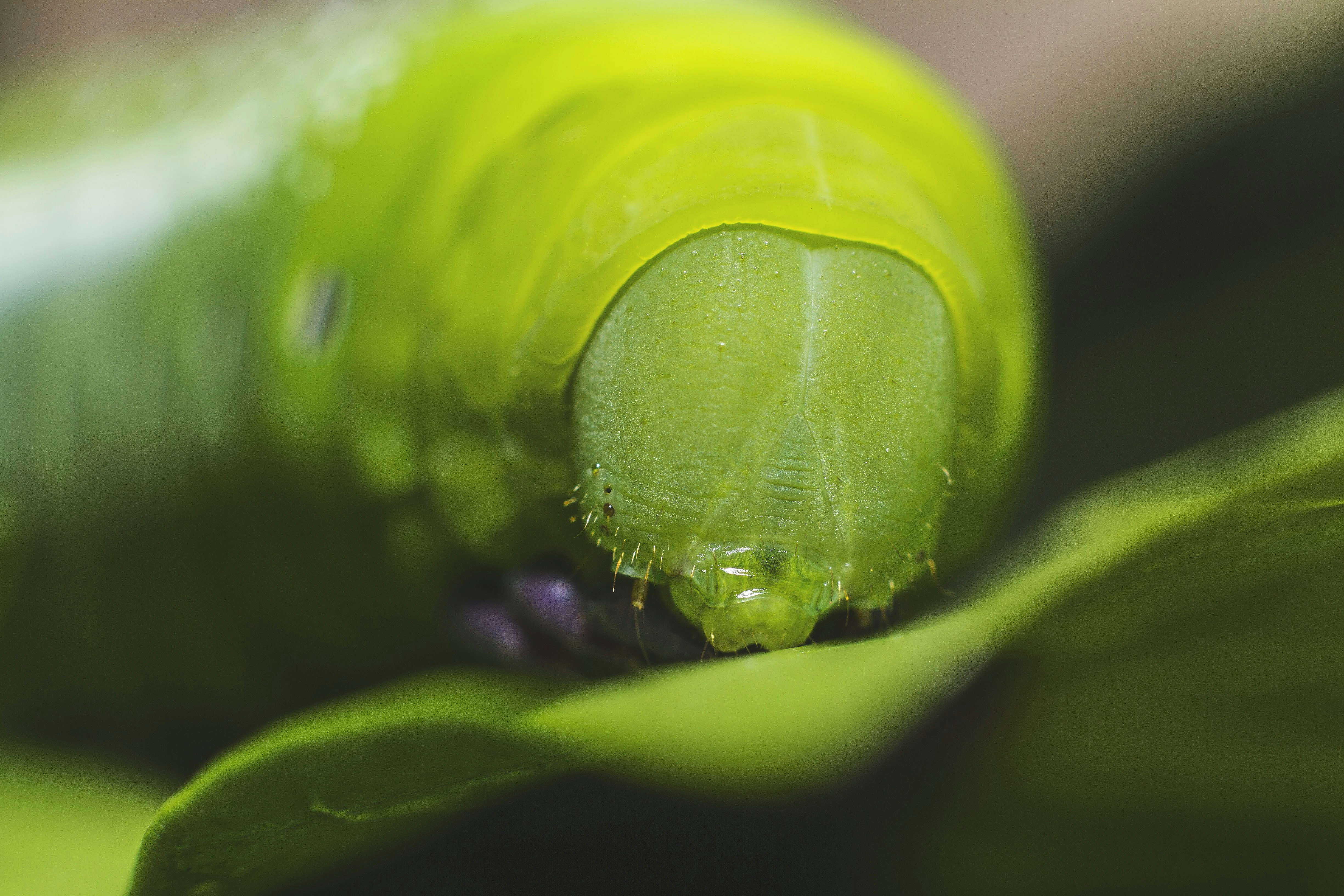 Photo by thaprobanana