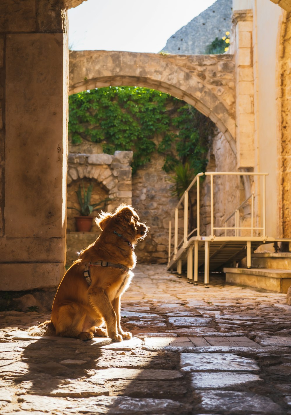 brown short coated dog sitting on brown wooden bench during daytime