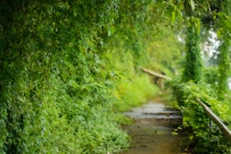 green trees beside river during daytime