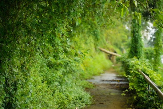 green trees beside river during daytime
