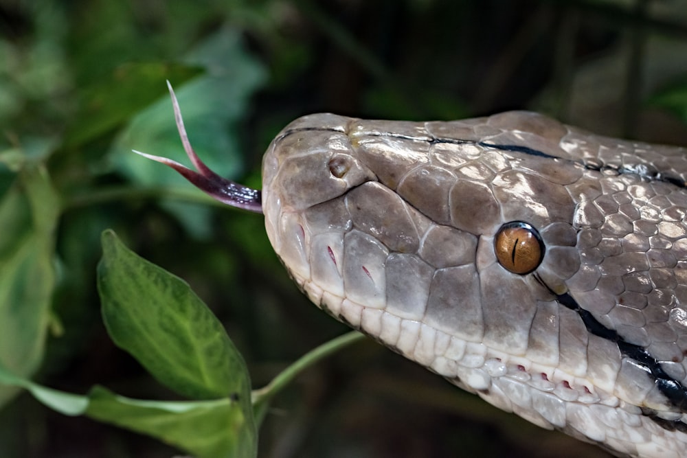 brown and white snake on green plant