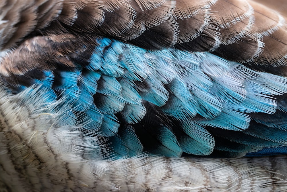 brown and blue bird feather
