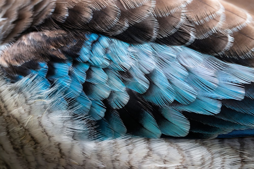 pena de pássaro marrom e azul