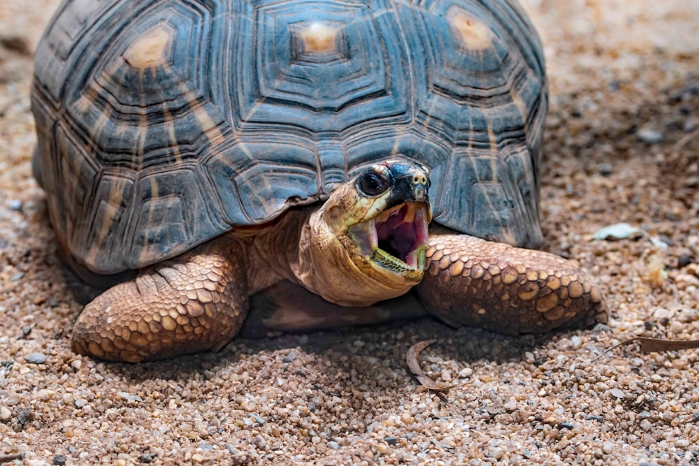 brown and black turtle on brown sand