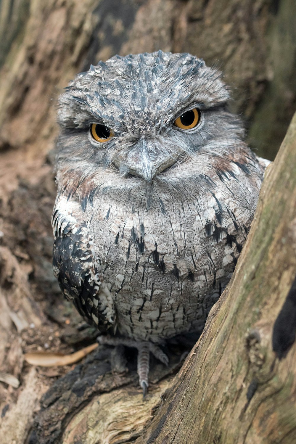 gray and black owl on brown tree branch