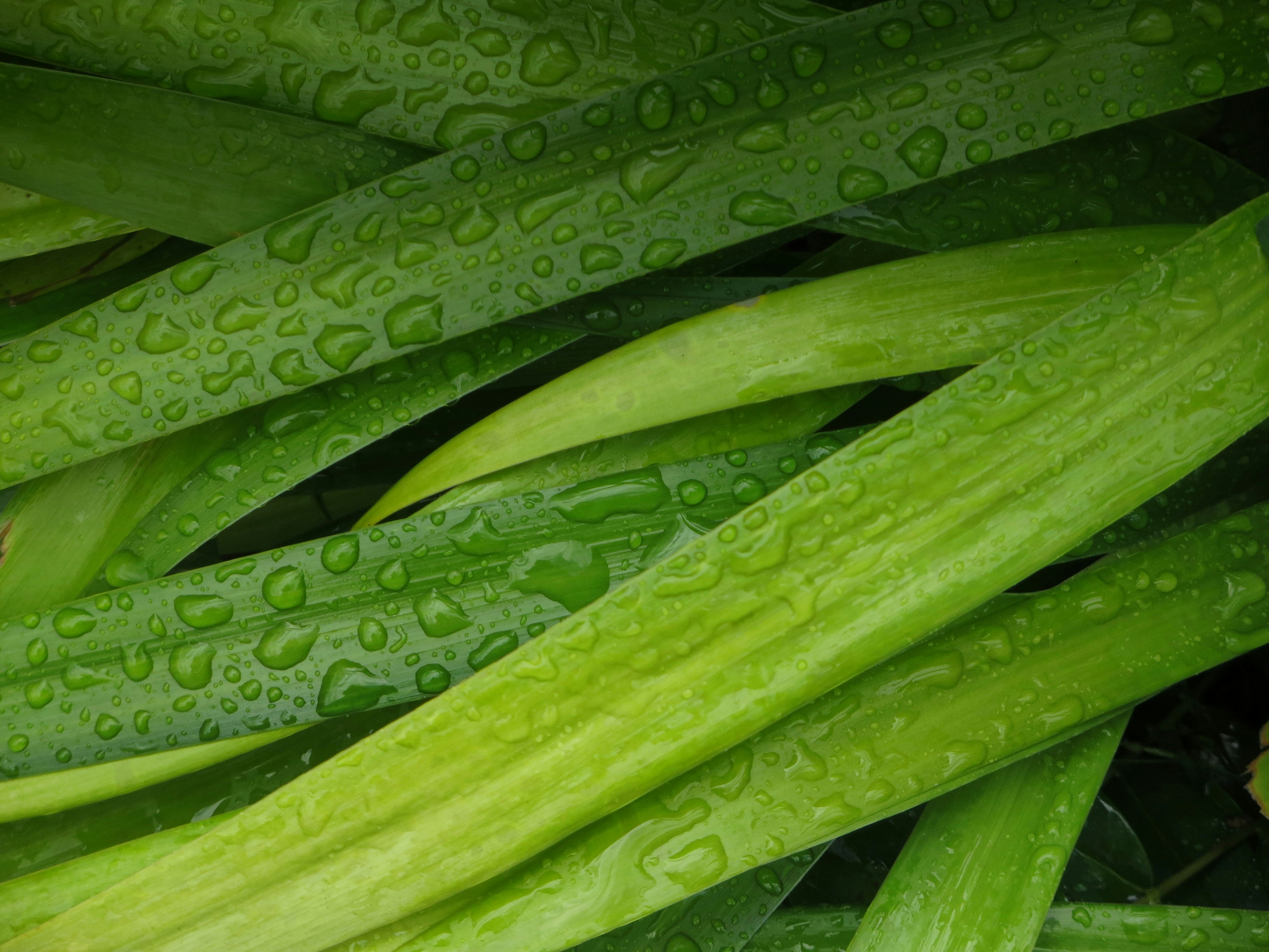 Close-up photograph of dew-speckled green leaves arranged diagonally, highlighting natural textures and moisture.