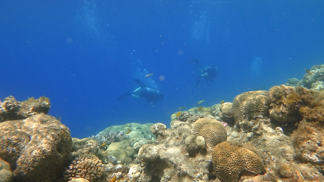 Snorkeling Lovina reefs