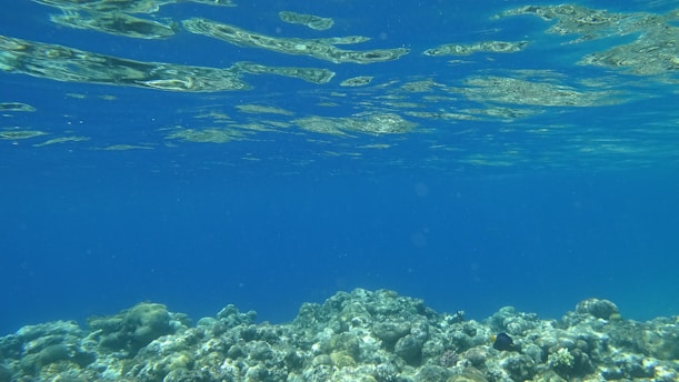 A serene underwater scene featuring a clear blue ocean with sunlight reflecting off the surface. The seabed is dotted with various corals and rocks, creating a tranquil marine environment.