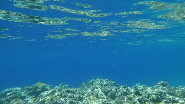 A serene underwater landscape showing clear water and native marine life.