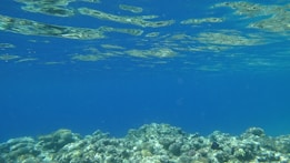 A serene underwater scene featuring a clear blue ocean with sunlight reflecting off the surface. The seabed is dotted with various corals and rocks, creating a tranquil marine environment.