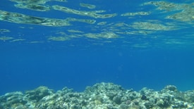 A serene underwater scene featuring a clear blue ocean with sunlight reflecting off the surface. The seabed is dotted with various corals and rocks, creating a tranquil marine environment.