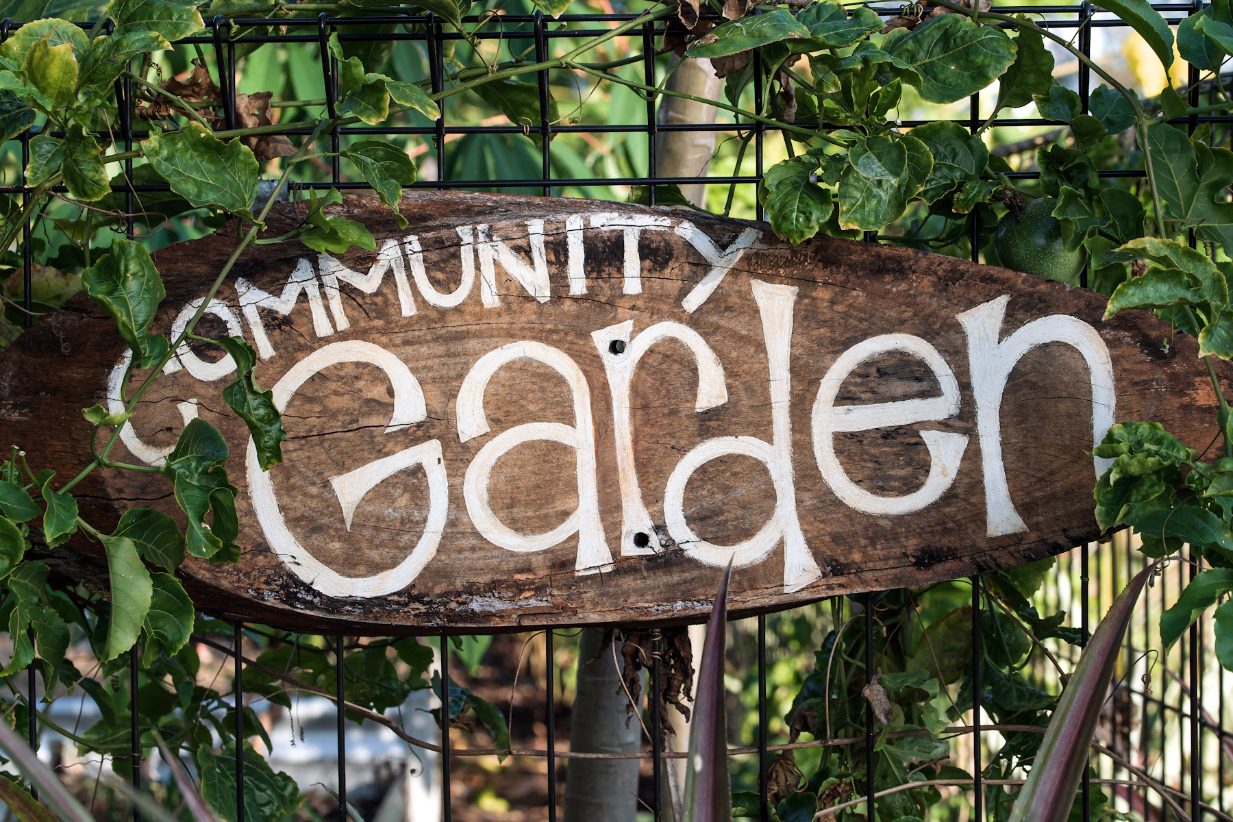 A hand-painted wooden sign reading Community Garden wired to a fence among vines