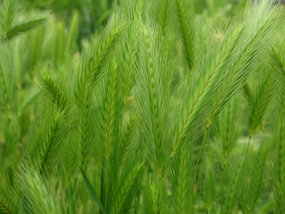 green wheat field during daytime