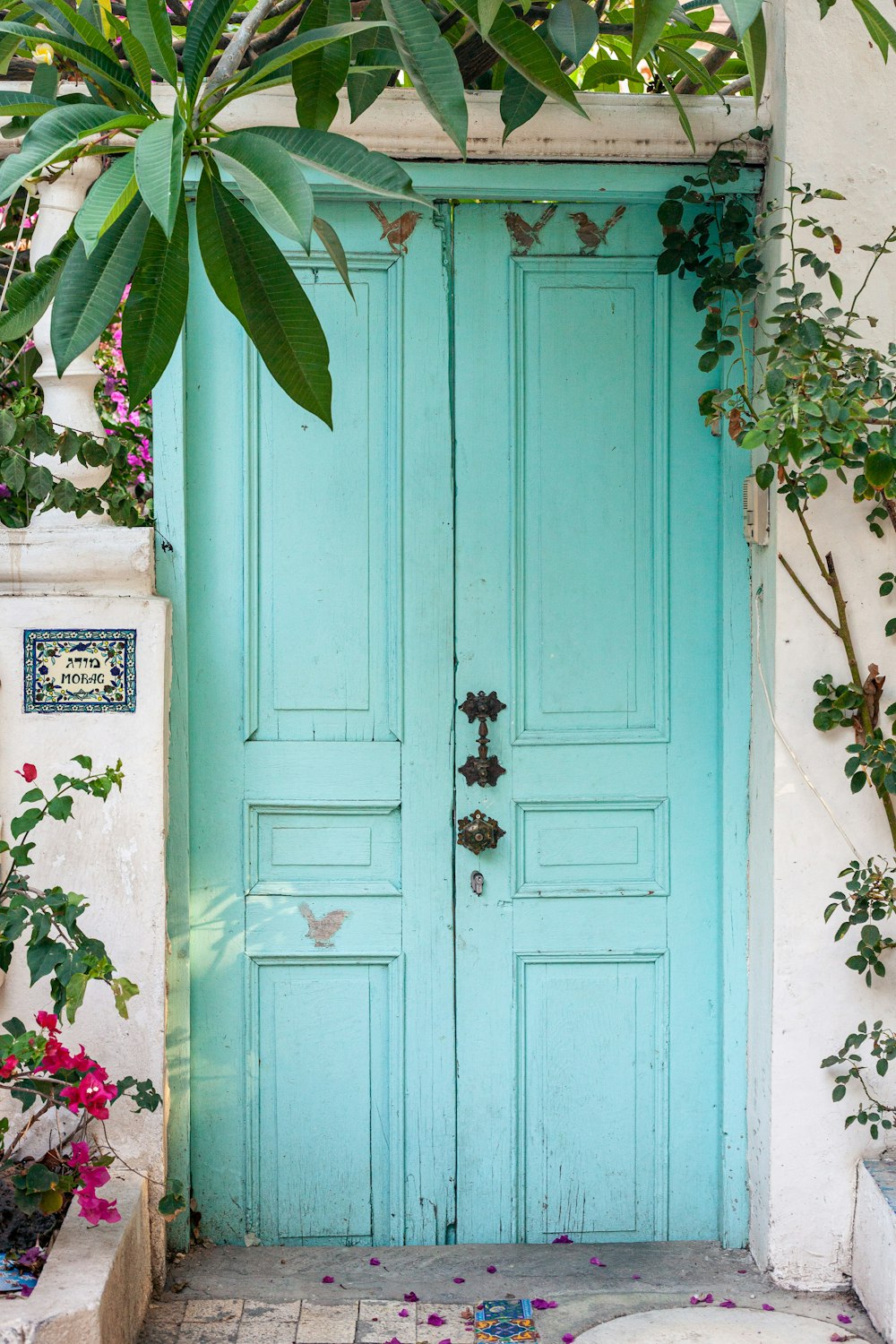 green plant on white wooden door