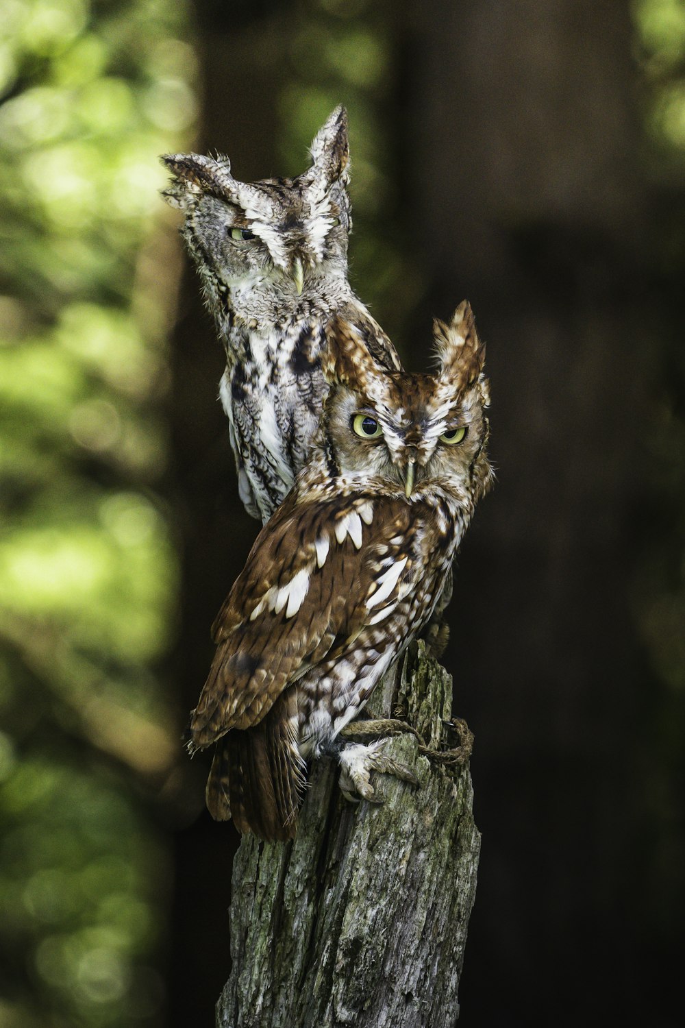 brown and white owl on brown tree branch during daytime