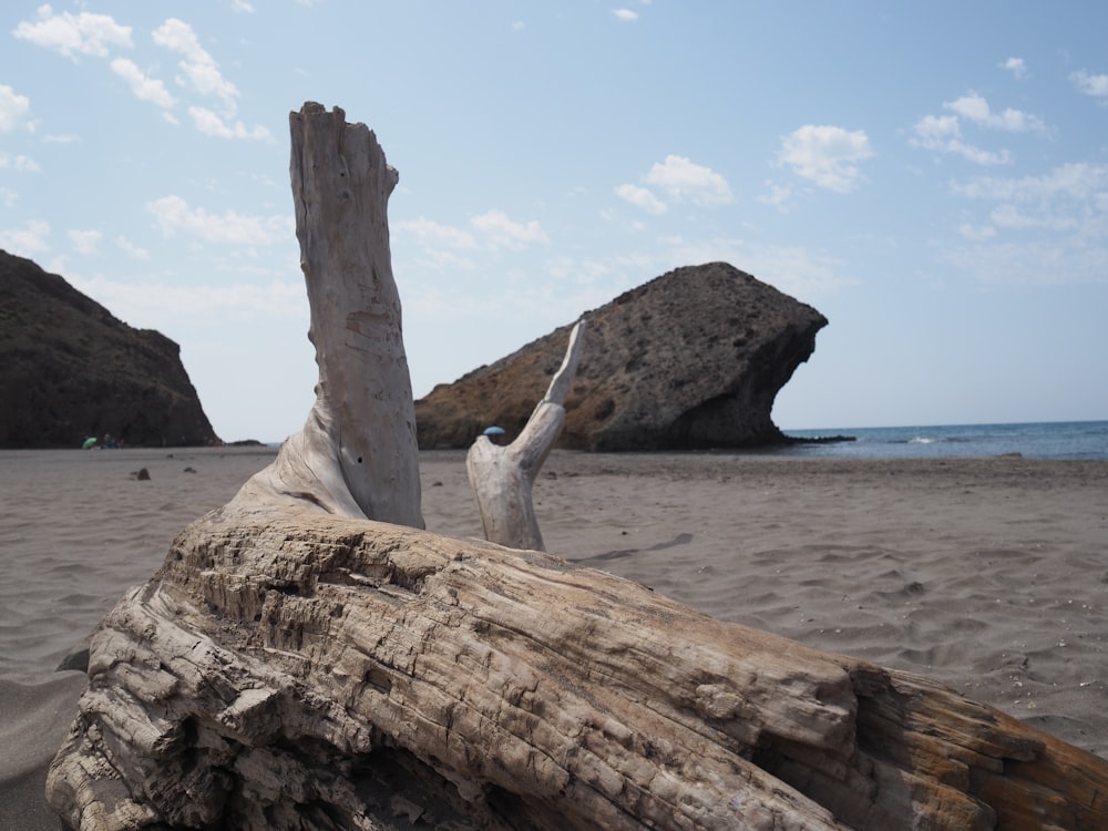 brown wood log on beach during daytime