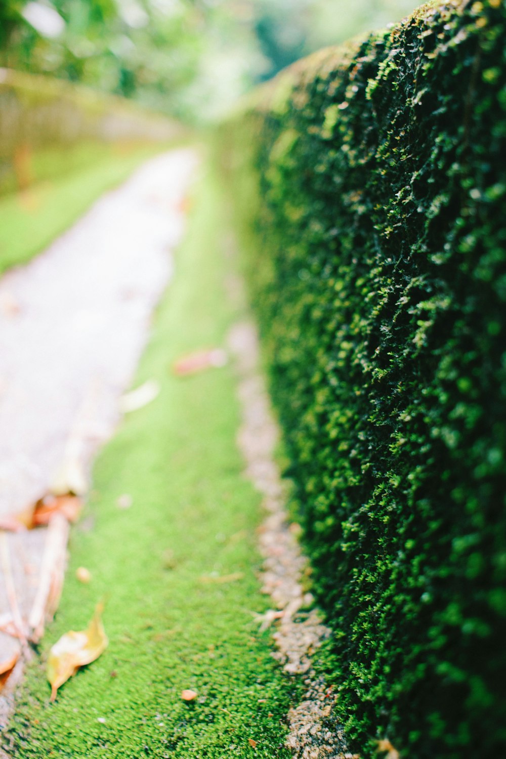 green moss on gray concrete wall