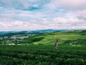 A vast and lush green tea plantation unfolds across rolling hills under a partly cloudy sky. A person in a coat stands in the foreground, set against the vibrant landscape, which stretches towards distant mountains and a small settlement.