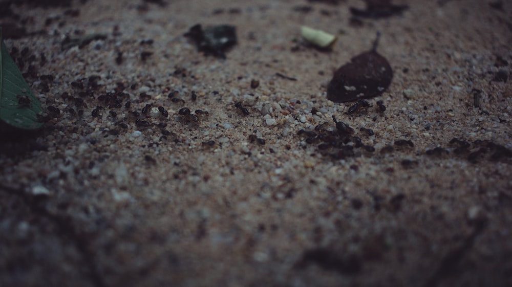 black stones on brown sand