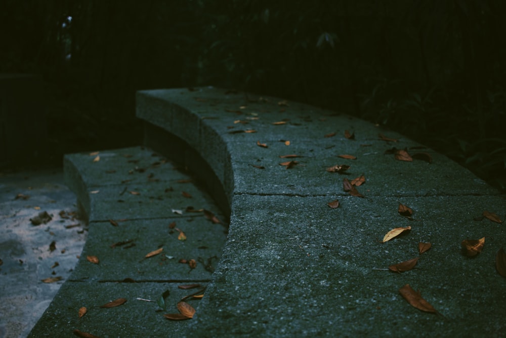 brown dried leaves on gray concrete pathway