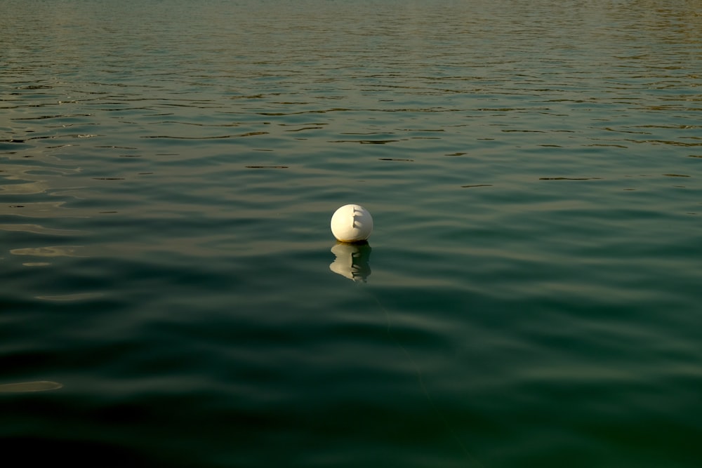 white round ball on green water