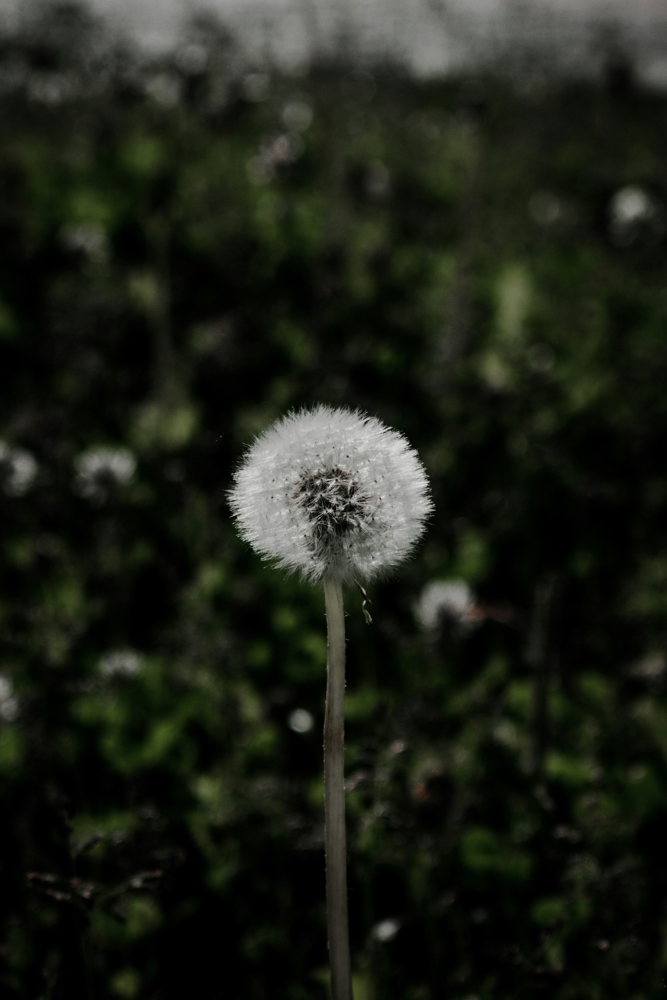 white dandelion in close up photography