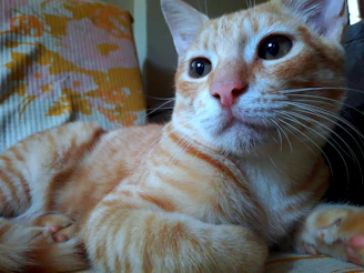 Close-up of a stylish cat dressed in a custom-fitted vibrant jacket, lounging comfortably.