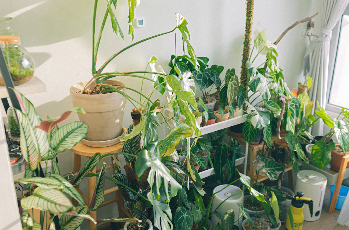 Green indoor plant in a brown clay pot