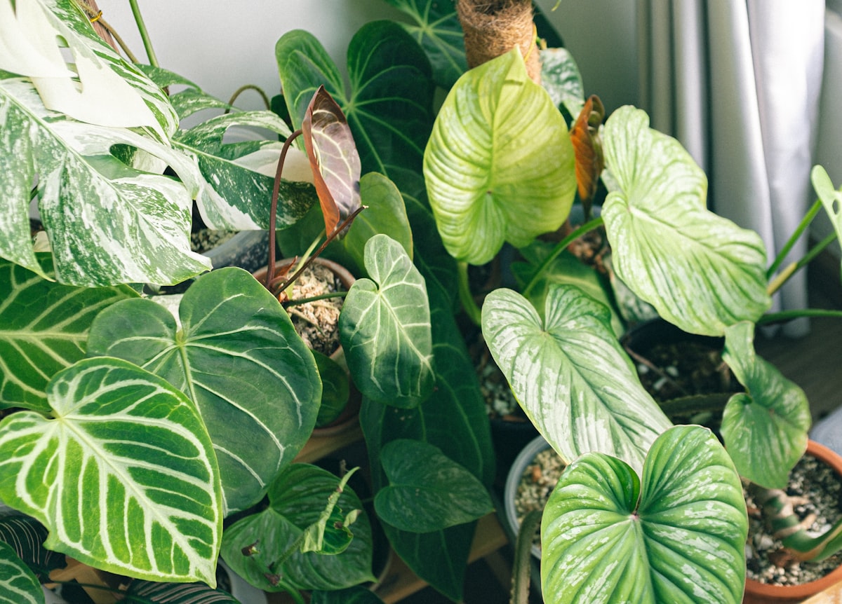 How to Grow Anthurium