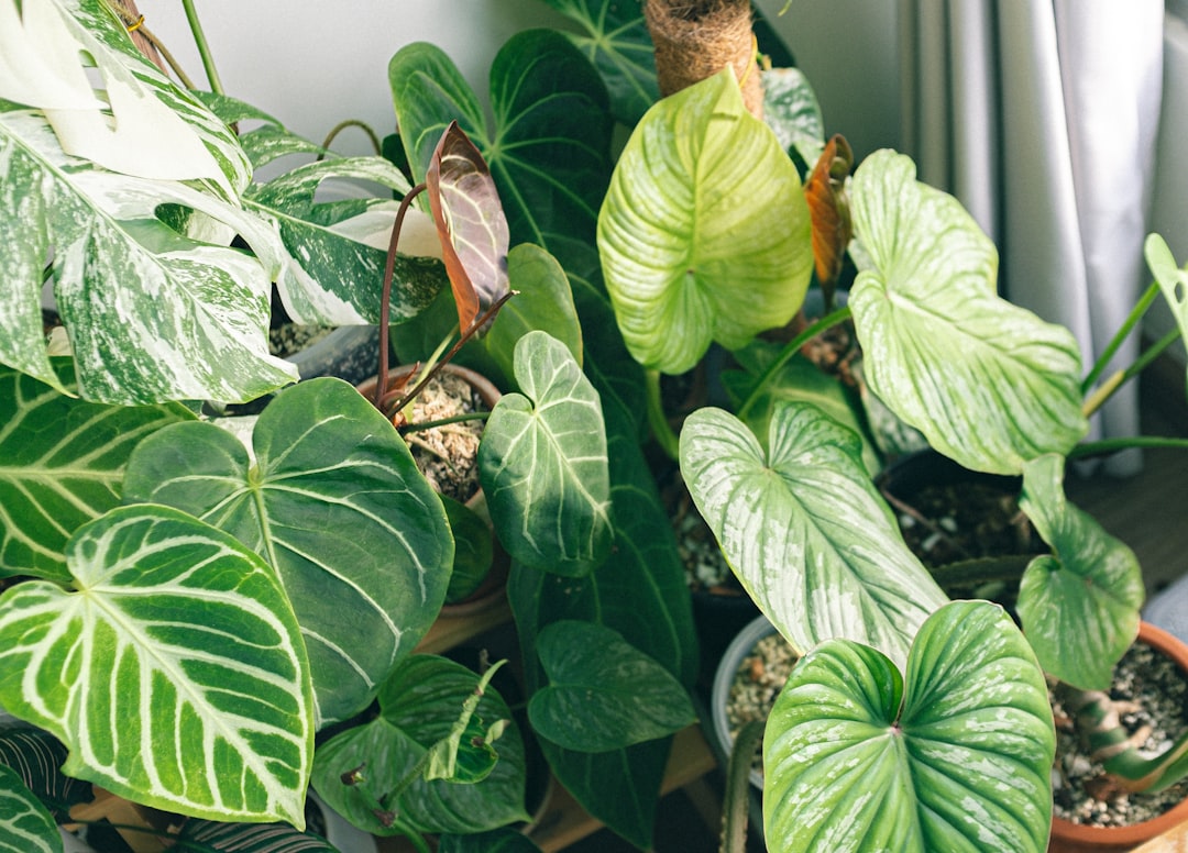 green plant on brown soil