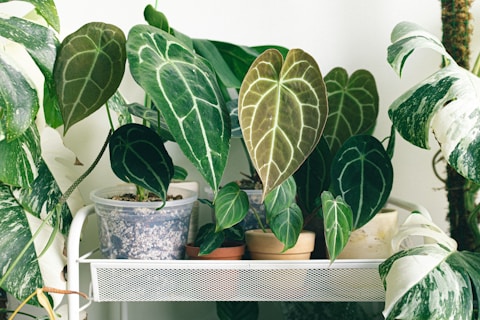 green plant on white and blue floral ceramic pot