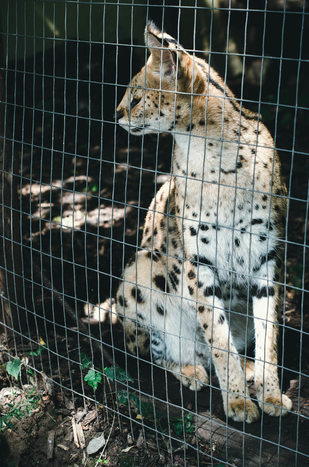cheetah in cage during daytime