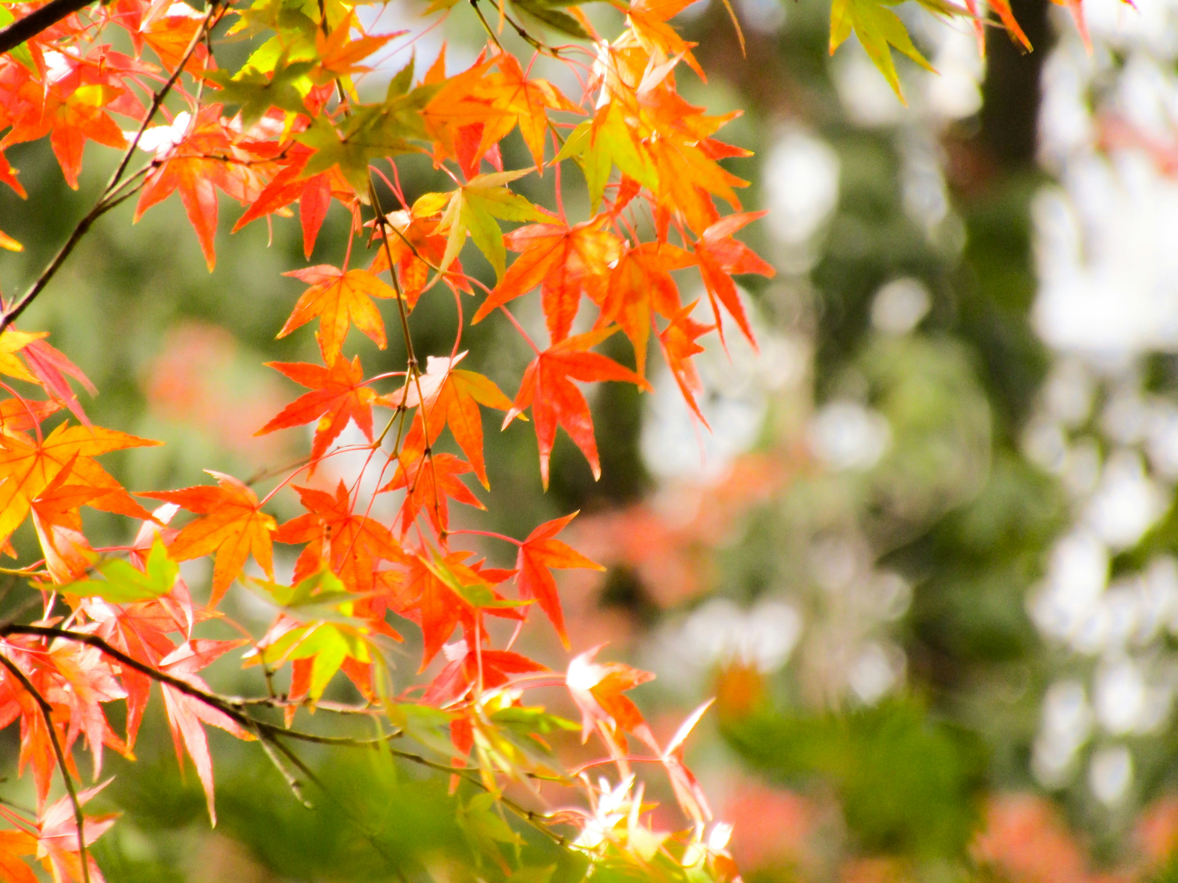 Photo by heppoko_yama